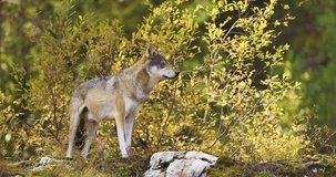 Gray Wolf in Autumnal Scandinavian Forest: A Portrait of Nordic Wildlife - Powered by Shutterstock - Get 15% off with code: PIKWIZARD15