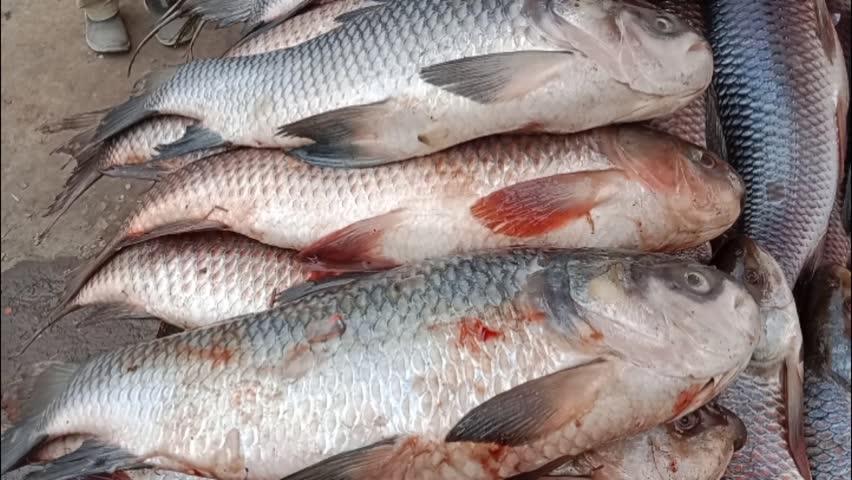 Catla fish, catla fish in market place.