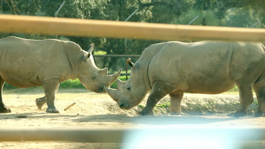 Two white rhinos touching horns in a zoo enclosure