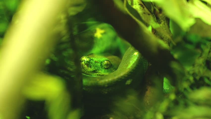 Green tree python hiding in lush foliage, close up view