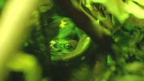 Green tree python hiding in lush foliage, close up view - Powered by Shutterstock - Get 15% off with code: PIKWIZARD15