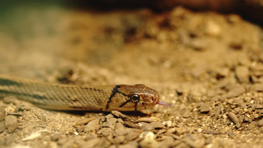 Copperhead rat snake slithering on dry ground