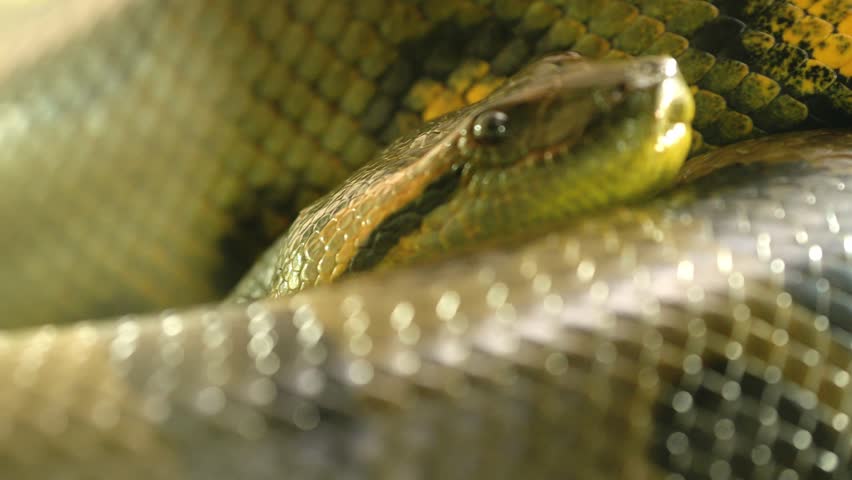Green anaconda snake resting on its coils in the jungle