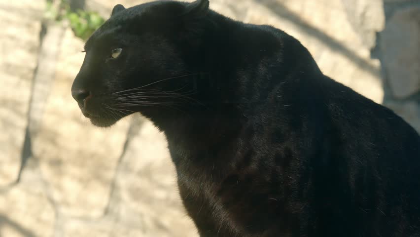 Black panther sitting majestically on a wooden beam
