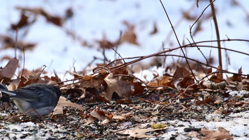 The dark-eyed junco - Junco hyemalis, small bird foraging in winter in forest in suburban New Jersey, USA