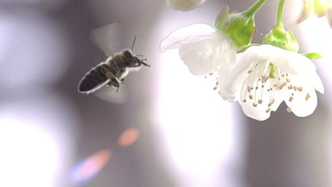 Bee and Flower. Slow Motion at a rate of 480 fps. Bee flower hangs in front of cherry and sits on it 