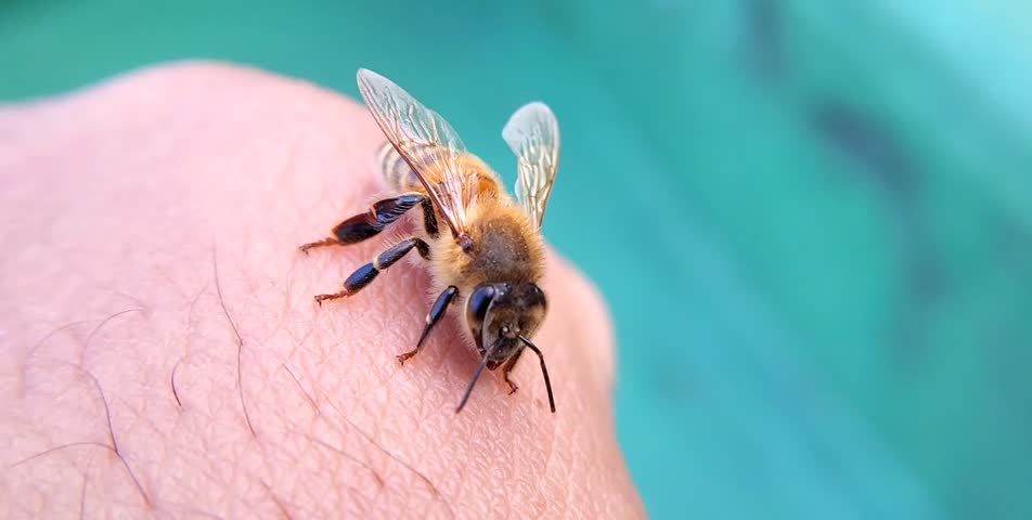 A honey bee lands on a man