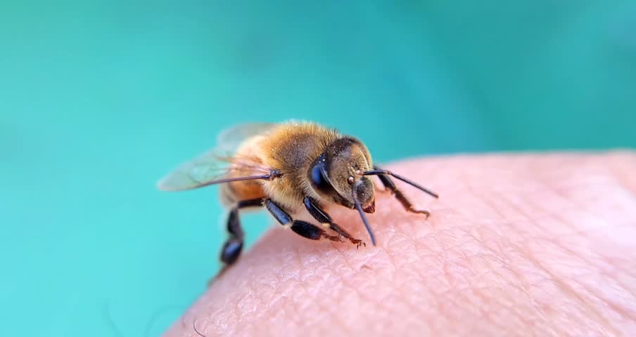 A honey bee landed on a man