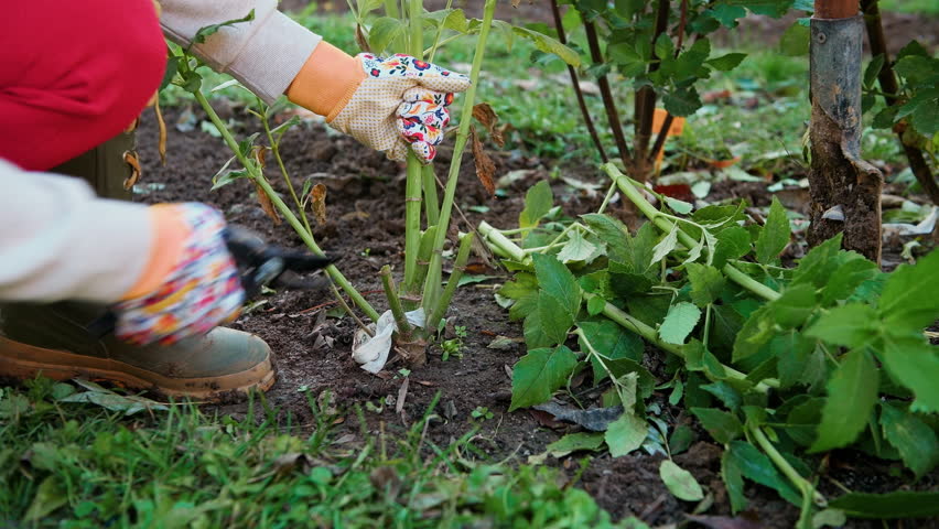 Woman using pruning shears to cut back dahlia plant foliage before digging up the tubers for winter storage. Overwintering dahlia tubers.