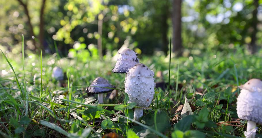 white mushrooms growing in the grass near the forest, a group of mushrooms dangerous to health, inedible mushrooms similar to edible
