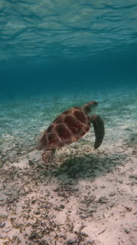 A beautiful sea turtle gracefully swims in clear ocean water, showcasing marine biodiversity and the importance of ocean conservation efforts. Vertical video