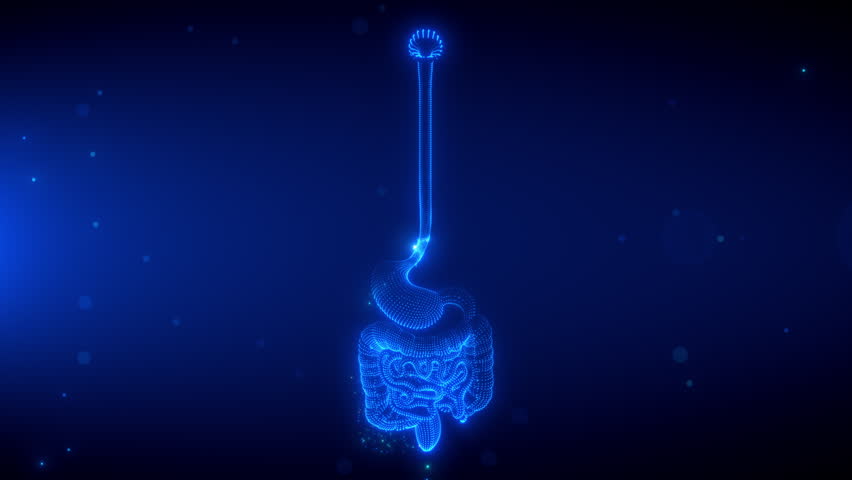 3D rotating holographic view revealing the human digestive system, including the stomach, intestines, and esophagus, with a futuristic glowing effect, lasting 20 seconds Seamless looping