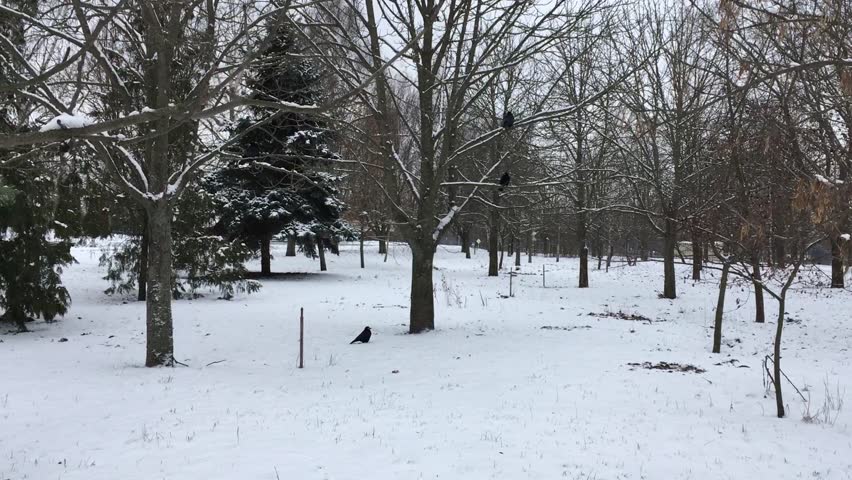 Two black crows flying from branch to branch of tall bare trees (firs, pines and spruces) covered with snow in the winter park; a horizontal video moving closer with each step to the birds.