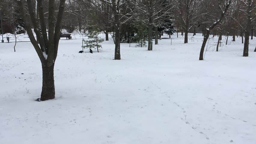 Two black crows searching food on the snowy ground in the winter park surrounded by tall bare trees, firs, pines and spruces; a horizontal video moving closer with each step to the birds.