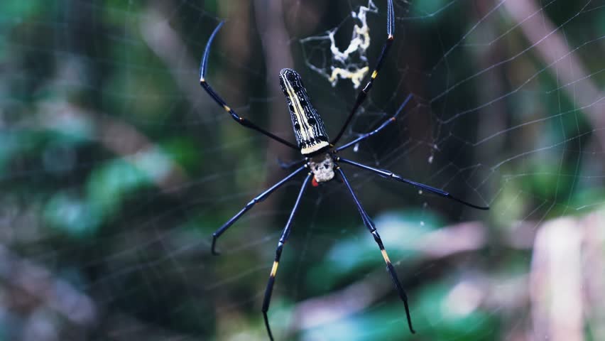 Spider in a web against tropical backdrop. Nephila pilipes spider or giant golden orb weaver