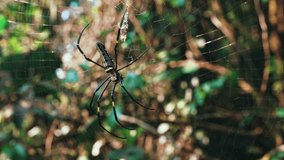 Spider in a web against tropical backdrop. Nephila pilipes spider or giant golden orb weaver - Powered by Shutterstock - Get 15% off with code: PIKWIZARD15