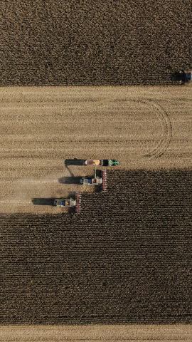 Vertical Video of harvester collect a rich harvest of corn in the field from high vertical angle drone. Three Combine harvesters transferring freshly harvested corn to tractor-trailer for transport.