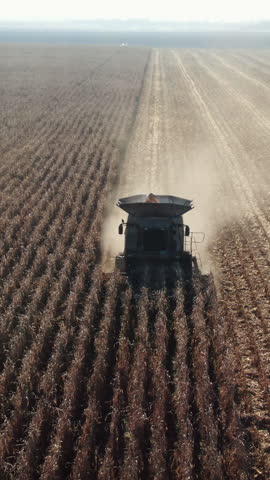 Vertical video of Combine Harvester Gathers the corn crop. Corn Harvesting Shears. Combines in the Field. Aerial view Shot. Food industry concept.