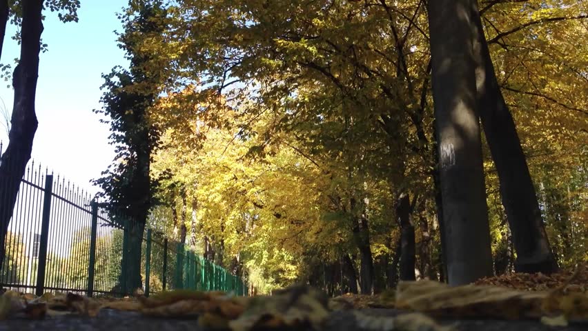 Tree with leaves on the ground. The leaves are yellow and brown. The tree is in a park