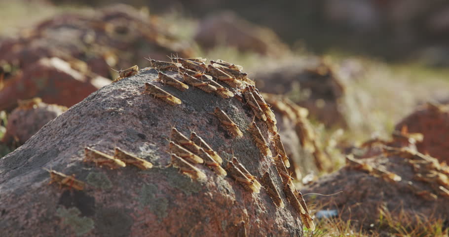 Swarm of locusts, invasion of the locust slow motion. Plain in highlands Arashan. Close-up of stones covered with locusts. Lots of locusts soar into air. Thousands of insects. Threatening food supply