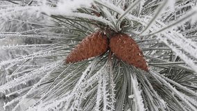 branches and pine cones of a pine tree covered with frost - Powered by Shutterstock - Get 15% off with code: PIKWIZARD15