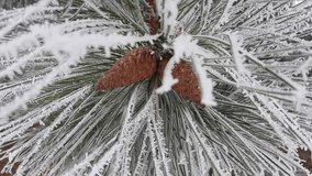 branches with pine cones of a pine tree covered with snow - Powered by Shutterstock - Get 15% off with code: PIKWIZARD15