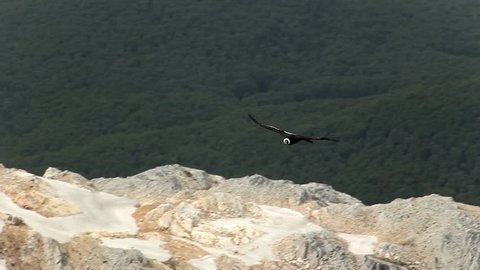 Condor flying over glacier