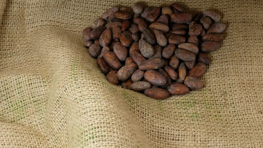 Cocoa beans on the food-grade jute cloth. Transportation of cocoa beans. Cocoa beans price. 