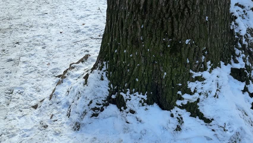 Snowy cat on tree in the winter park.