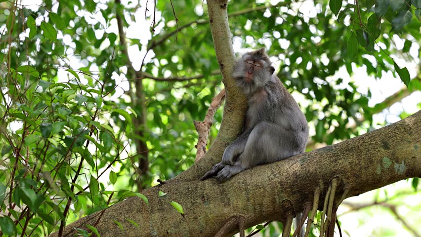 Monkey (Long-Tailed Macaque) at the Monkey forest in Ubud Bali Indonesia