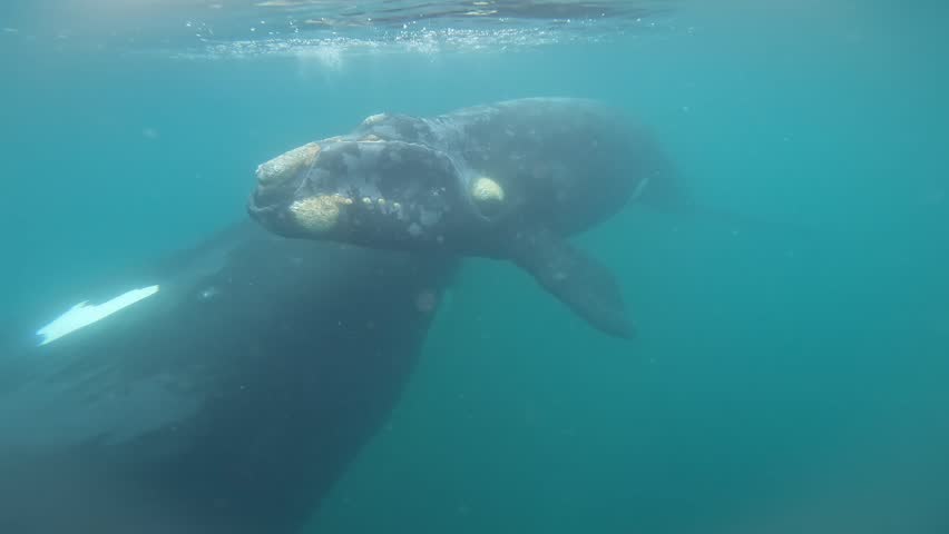 Southern right whales near the cost of peninsula Valdés. Close encounter with right whales. Rare whales are playing on the surface. 