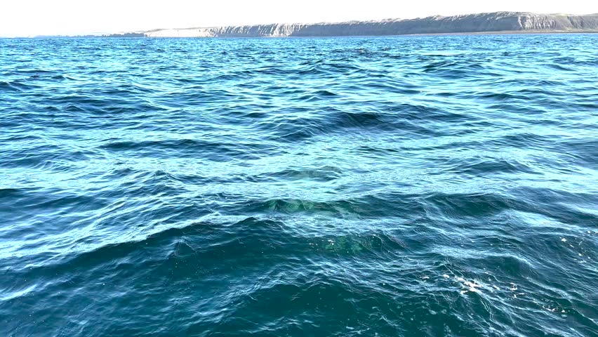 Southern right whales near the cost of peninsula Valdés. Close encounter with right whales. Rare whales are playing on the surface. 
