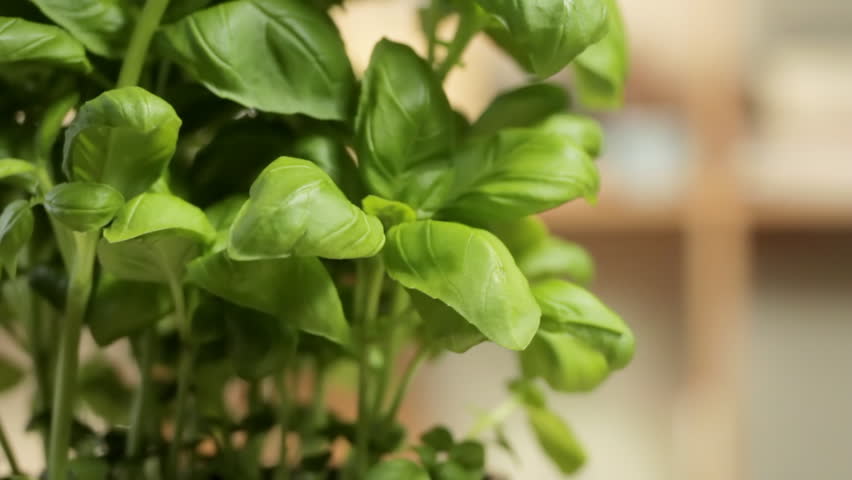Track up basil plant in kitchen