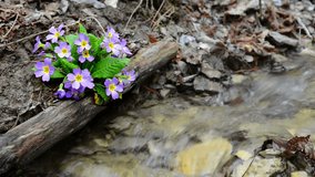 Spring purple flower (Primula vulgaris) in the forest near stream.