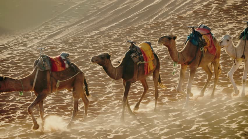 Camels walking across a sand dune in the Sahara Desert. The camels are adorned with colorful saddles and blankets. The sun is shining brightly, creating a beautiful scene. travel, adventure, culture.