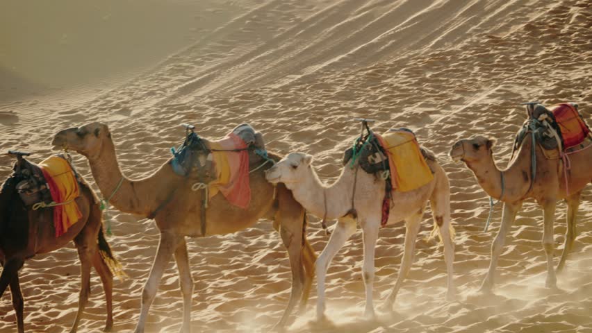 Camels walking across a sand dune in the Sahara Desert. The camels are adorned with colorful saddles and blankets. The sun is shining brightly, creating a beautiful scene. travel, adventure, culture.