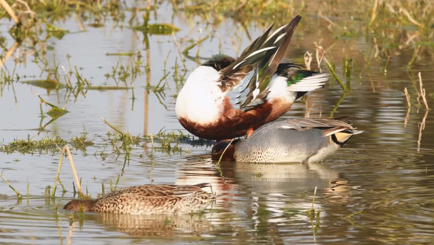 Full shot of Northern shoveler shoveller or Anas clypeata or Spatula clypeata eurasian teal common teal anas crecca gadwall at keoladeo national park or bharatpur bird sanctuary rajasthan india
