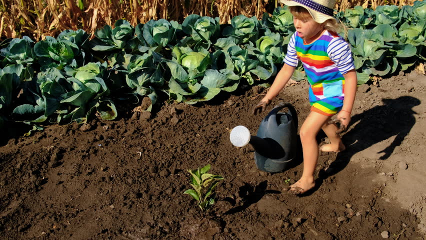 Child plants a tree in the soil. Selective focus.