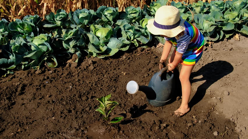 Child plants a tree in the soil. Selective focus.