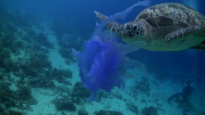 Green Turtle (Chelonia mydas) Eating Purple Jellyfish - Face Close Up 
