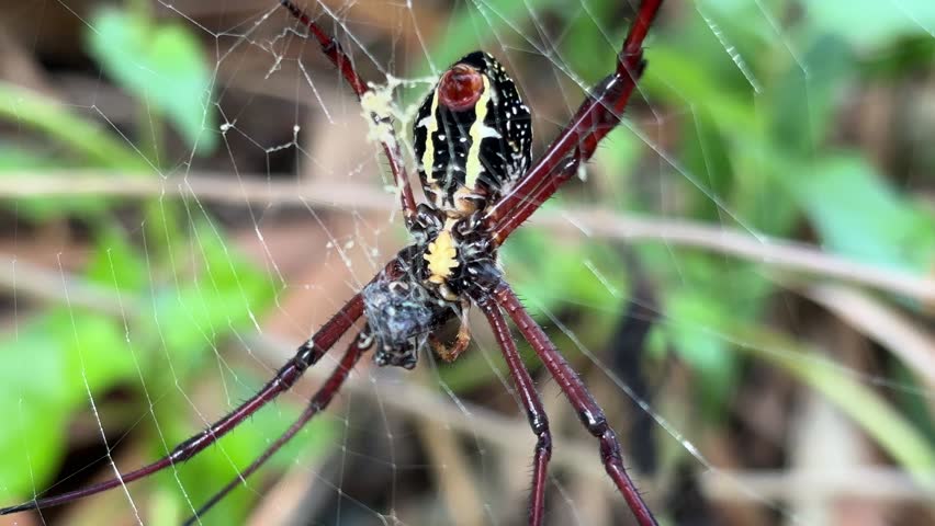 Footage Spider preys on insects, giant golden orb weaver spider (Nephila pilipes)