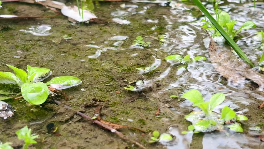 rain drops falling into the pond surrounded by plants, soil and natural beauty of nature
