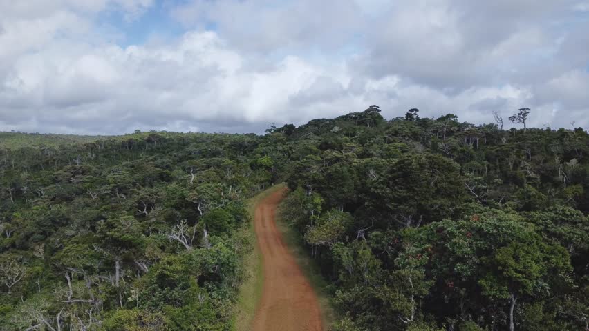 Stunning view of Black River Gorges National Park in Mauritius, featuring endemic trees in the background	
