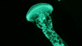 Green jellyfish swimming process, chrysaora melanaster. Glowing medusa,tentacles - Powered by Shutterstock - Get 15% off with code: PIKWIZARD15