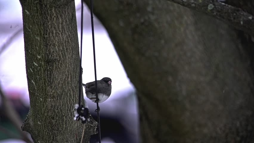 Small dark eyed junco bird perched on a tree branch in a winter setting