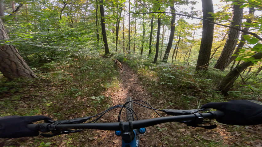 POV: Mountain biker riding down a lush forest trail with a loyal dog running ahead. Sunlight filters through the green trees as mtb rider navigates the winding singletrack with speed and precision.