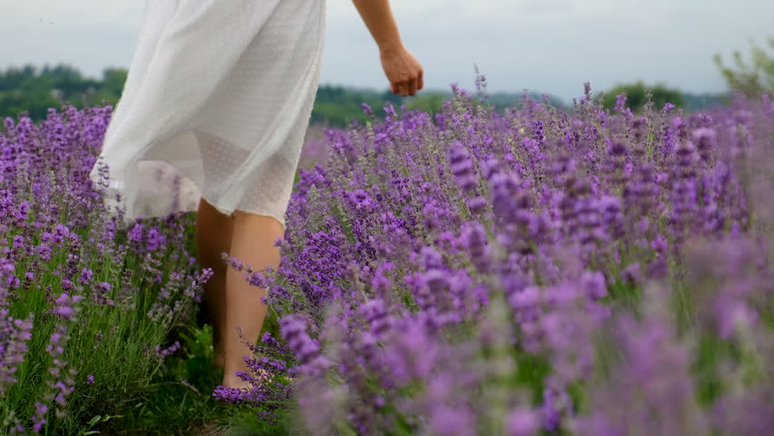Woman in lavender field. Selective focus.
