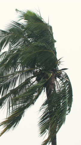 Vertical Video, Thunderstorm on rainy day. Coconut Tree being blown away by strong wind.