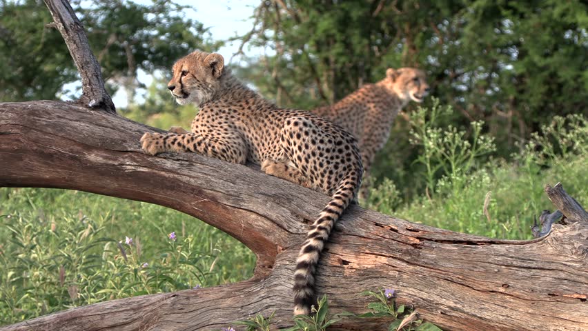 Beautiful portrait of a cheetah cub laying on a log in the wild with its mother behind him in the background.