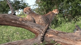 Beautiful portrait of a cheetah cub laying on a log in the wild with its mother behind him in the background. - Powered by Shutterstock - Get 15% off with code: PIKWIZARD15